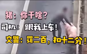 猪猪跌落高速，路过男子高速倒车顺手牵猪被扣12分