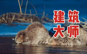 【新青年×初雯雯】这很“河狸”！