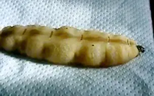 看看蠕动的白蚁蚁后