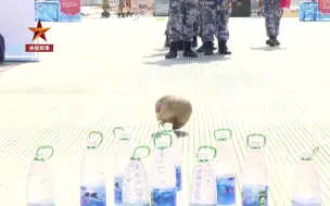 椰子当保龄球？海军航空兵硬核新春游园会