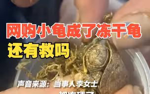 东北买家网购2只乌龟变冻干龟 商家说泡水里24小时能恢复