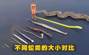 不同蛇类的大小对比，最长的超过10米