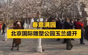 春意满园！北京国际雕塑公园玉兰盛开