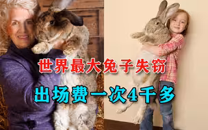 快还回来！世界最大兔子失窃，主人悬赏近万元求寻回