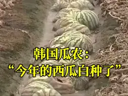 单个西瓜200元！韩国部分瓜棚遭水淹，导致西瓜价格一路飙升