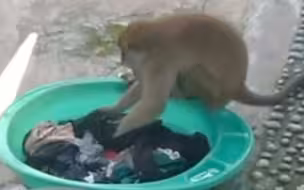 成精了！猴子爱上洗衣服
