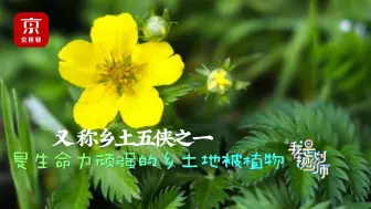 公园里常被踩在脚下的小黄花竟然有这么大的作用呢！