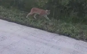 看完视频跟着猞猁打了个哈欠