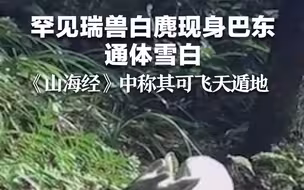 罕见瑞兽白麂现身巴东，通体雪白，《山海经》中称其可飞天遁地