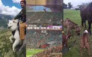 一周趣闻：歌手额头镶钻被粉丝抠掉 狗狗被电遭驴嘲笑