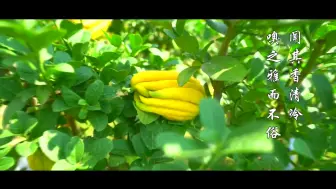 来金东寻觅那缕佛手香
