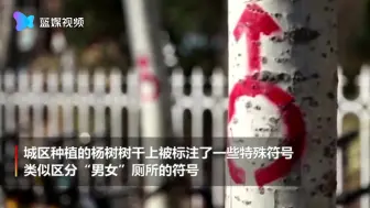为治理杨絮 山东德州给6万棵杨树画上性别符号