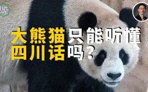 大熊猫只能听懂四川话吗？
