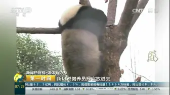 【第一时间】饲养员“怒摔”熊猫？自己养的娃哪里舍得，而且，滚滚虽萌但毕竟带个“熊”字……