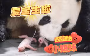 辛苦了！旅韩大熊猫“爱宝”诞下双胞胎小姐妹