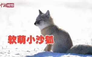 实拍软萌小沙狐雪后觅食