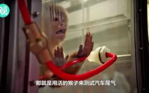 【珊珊叨车】谁给了大众又一次作死的勇气，用活的猴子测试汽车尾气~