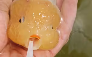 兰寿金鱼 像极了小时候的你