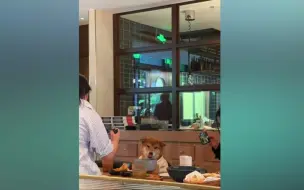 北京一宠物友好餐厅人狗同桌进餐，你怎么看？