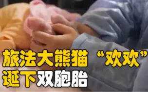 旅法大熊猫“欢欢”诞下双胞胎