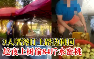 3人嘴馋上树偷摘84斤水蜜桃被拘：被抓时正在商量怎么吃