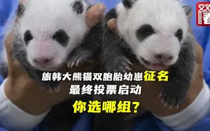 旅韩大熊猫双胞胎幼崽征名最终投票 你选哪组？