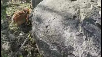 临安清凉峰喜添新丁 鹿爸爸拍摄到了刚出生的鹿宝宝