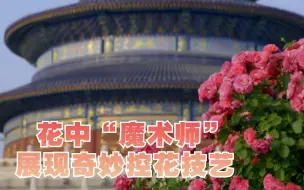 天坛月季园的花中“魔术师”展现奇妙控花技艺