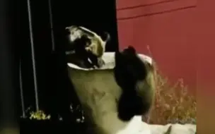 画面曝光！青海三只熊下山觅食被藏獒吓跑 网友：熊不要面子的吗