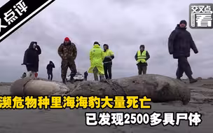 濒危物种里海海豹大量死亡 已发现2500多具尸体
