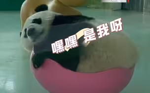 见过“一盆熊猫”吗？大熊猫“震生”算是把玩具玩明白了