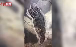 这是世界上迄今所知最古老疣齿鱼科鱼类化石——来自2.44亿年前的“云南暴鱼”