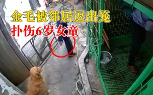 金毛被邻居逗出笼扑伤6岁女童，法院：狗主人和邻居各担责五成