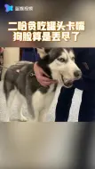 哈士奇贪吃罐头被卡嘴 到消防队求助 网友：不愧是二哈