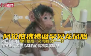 阿拉伯狒狒诞罕见龙凤胎 小狒狒憨态可掬萌化人