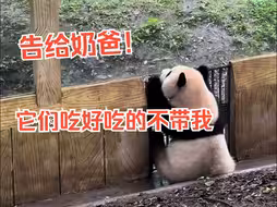 “辰猪儿”看四喜丸子加餐，恨不得直接“越狱”过去。 喜喜：弟弟，姐姐先吃为敬。