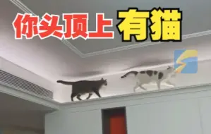 萌猫爬上吊顶“秀”猫步 主人生怕家“塌”了