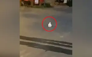 瑞丽市民居家隔离 看到路口蹲了只大白鹅 看清后大呼可爱又心疼