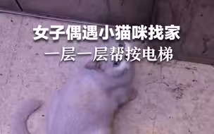 女子偶遇小猫咪找家，一层一层帮按电梯