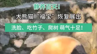 萌气十足的“福宝”今日恢复展出，春天一起组队看“福宝”吧！