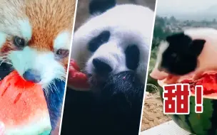 【治愈不开心】夏天怎么能不吃西瓜呢！