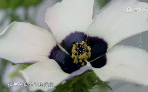 植物吸引传粉昆虫的绝佳策略