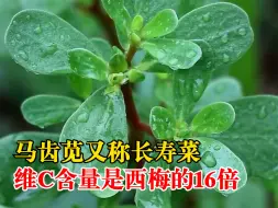 这种长寿菜现在吃正好