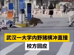 武汉一大学内野猪横冲直撞，校方回应