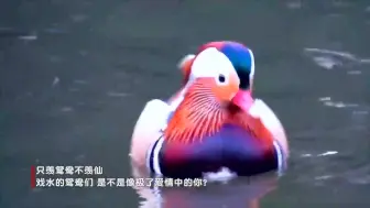 春江水暖，野生鸳鸯组团来灵湖“约会”！