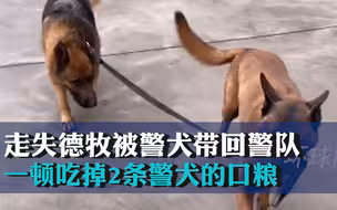 走失德牧被警犬带回警队，一顿吃掉2条警犬的口粮