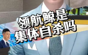 领航鲸是集体自杀吗