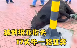 玻利维亚街头17头牛一路狂奔
