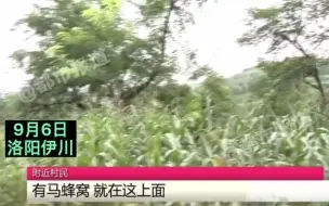 都市报道【洛阳伊川这马蜂太毒了！放羊老人被蛰死，全村老小不敢上山。】