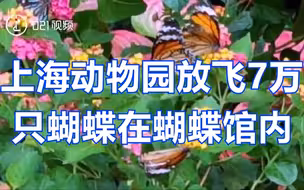 你来当“香妃”！上海动物园放飞7万只蝴蝶在蝴蝶馆内，游客可零距离欣赏